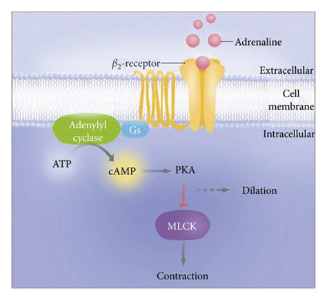beta 2 adrenergic receptor vasodilation.